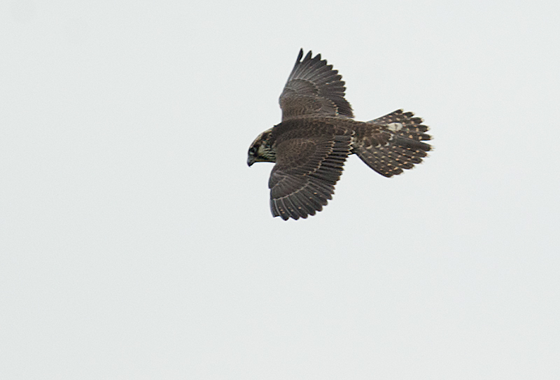 Vandrefalk - Peregrine Falcon (Falco peregrinus)1cy.jpg